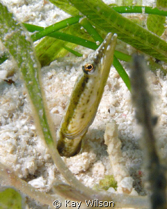 Pike blenny, shot in the Tobago Cays Marine Park, right u... by Kay Wilson 